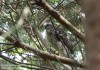 Krahujec lesní (Ptáci), Accipiter nisus (Aves)